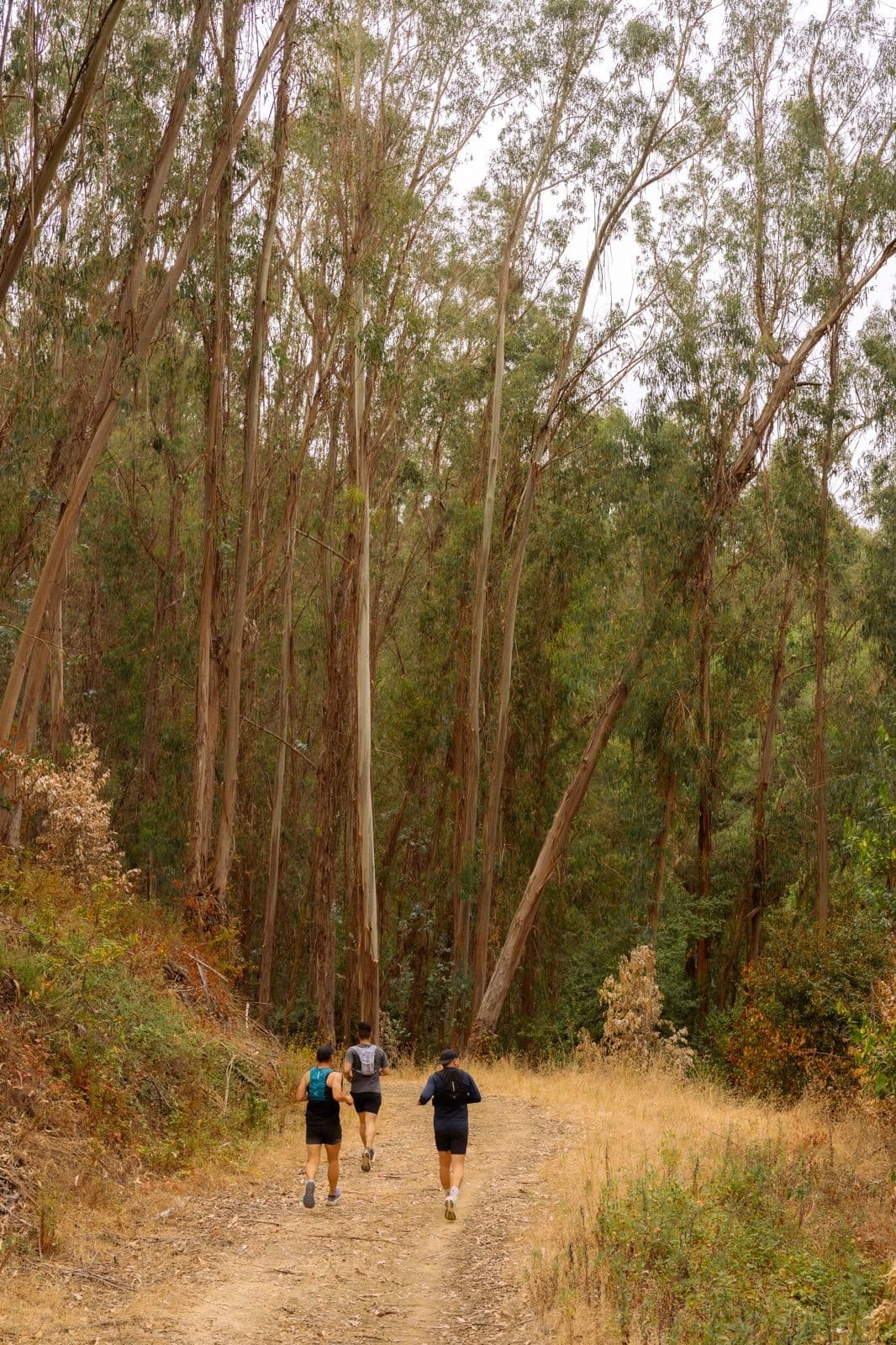 Iron Horse Run Club at Lake Chabot Loop